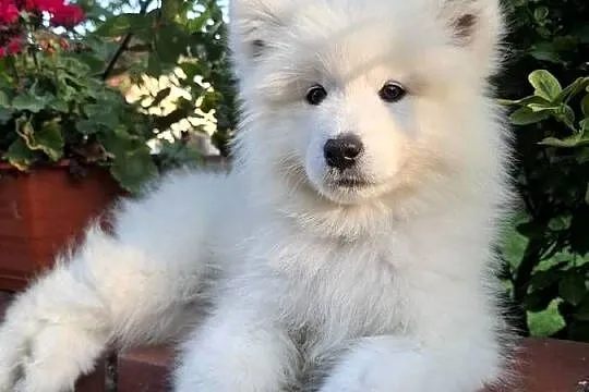 Samoyed szczenięta ZKWP FCI