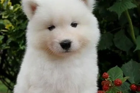 Samoyed szczenięta ZKWP FCI, Lubuskie, Zielona Góra