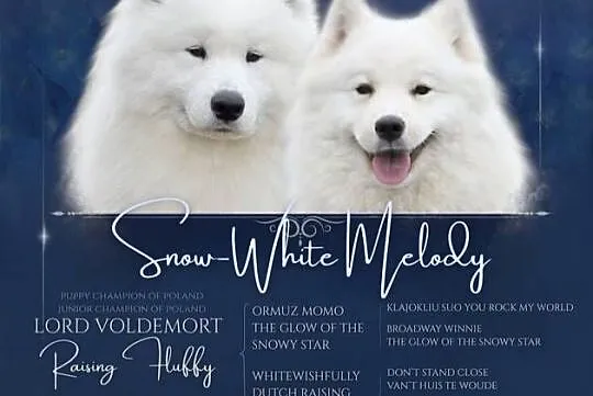 Samoyed szczenięta ZKWP FCI, Lubuskie, Zielona Góra