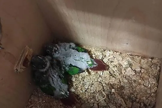 Rudosterka para lęgowa plus młode, Podkarpackie, Rzeszów