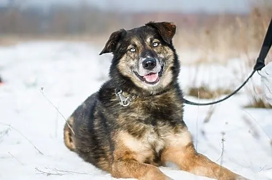 MACZO- błekitnooki wesoły psiak czeka na fajnego człowieka, Śląskie, Sosnowiec