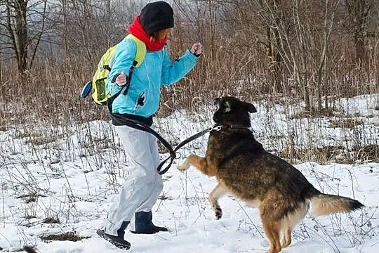MACZO- błekitnooki wesoły psiak czeka na fajnego człowieka, Śląskie, Sosnowiec