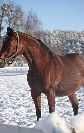 Klacz holsztyńska po Calido I Żrebna, ,