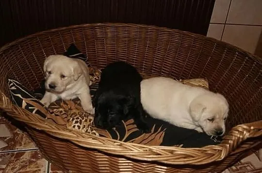 Labrador labradorki