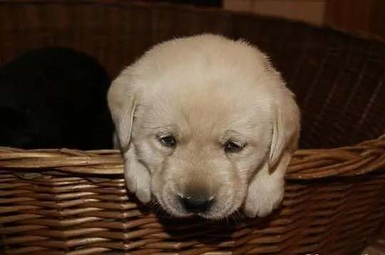 Labrador labradorki
