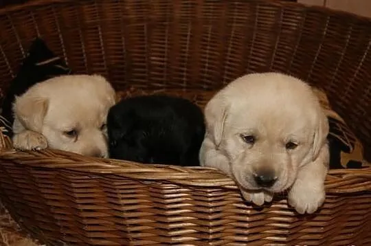 Labrador labradorki