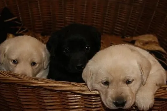 Labrador labradorki