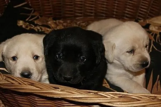 Labrador labradorki
