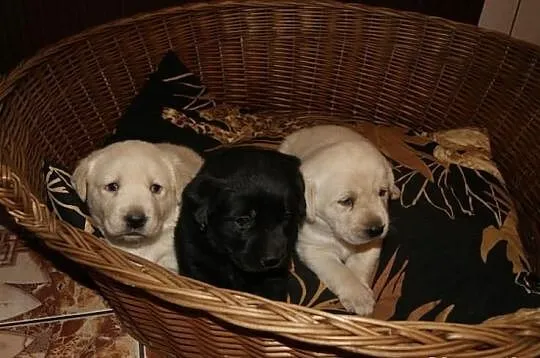 Labrador labradorki