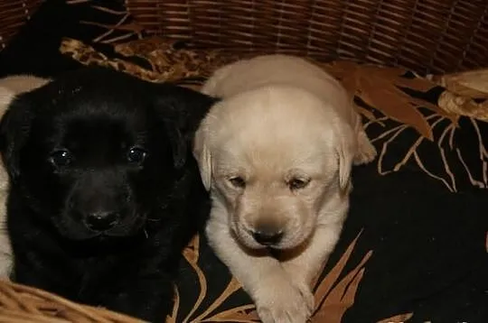 Labrador labradorki