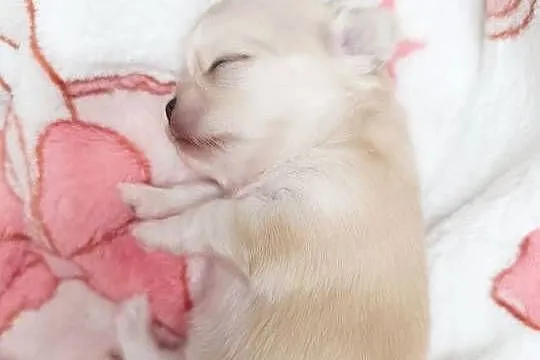 Chihuahua długowłosa, Mazowieckie, Warszawa