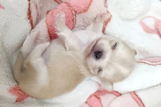Chihuahua długowłosa, Mazowieckie, Warszawa