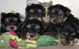Szczenięta York Terrier do adopcji E-mail: {{biancalaura905@gmail.com}}