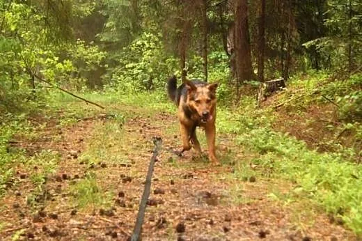 Towarzyszka przygód Kama do adopcji,  podlaskie Bi