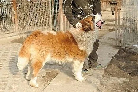 Berni w typie bernardyna ufny i kochający ludzi ps
