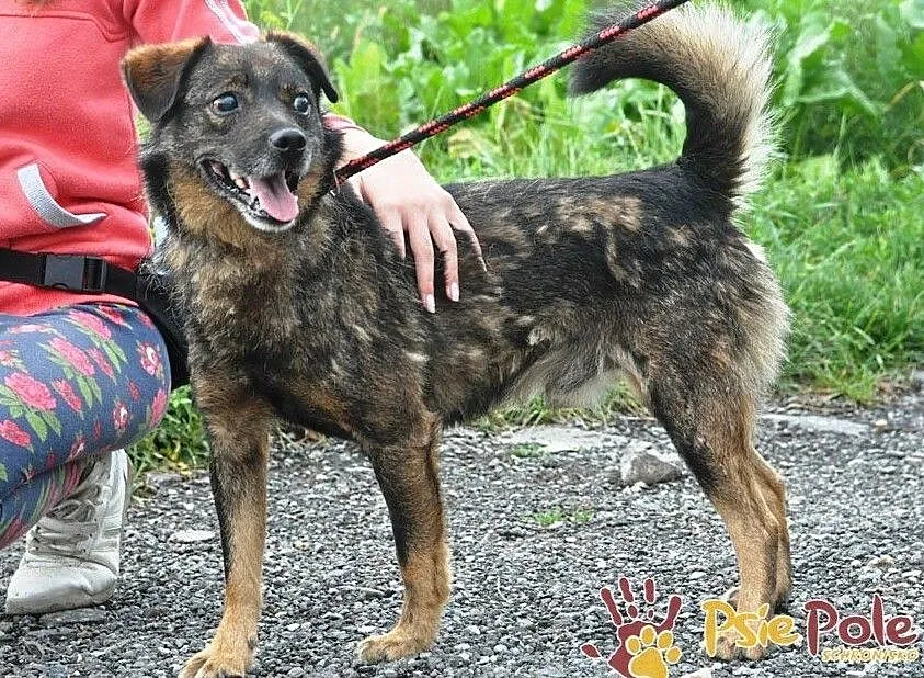 FARELEK-niewielki psiak, porzucony, bo stracił wzrok, przemiły, kochany, grzeczny, adopcja, Małopolskie, Kraków