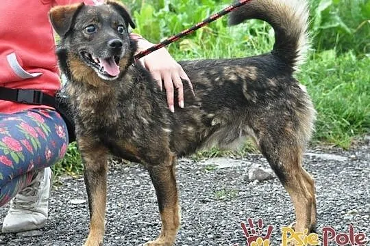 FARELEK-niewielki psiak, porzucony, bo stracił wzrok, przemiły, kochany, grzeczny, adopcja, Małopolskie, Kraków