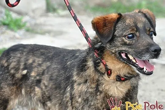 FARELEK-niewielki psiak, porzucony, bo stracił wzrok, przemiły, kochany, grzeczny, adopcja, Małopolskie, Kraków