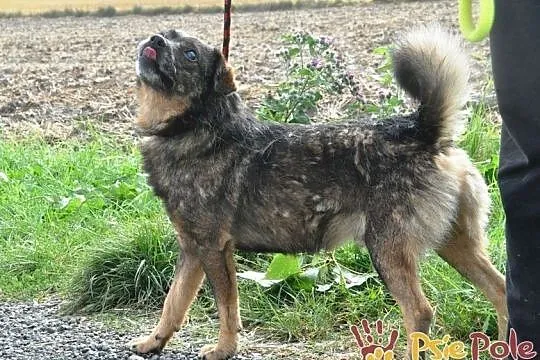 FARELEK-niewielki psiak, porzucony, bo stracił wzrok, przemiły, kochany, grzeczny, adopcja, Małopolskie, Kraków