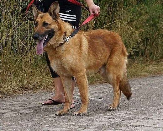 Diego - piękny,duży owczarek, Kundelki cała Polsk