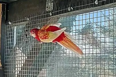 Papuga rozella rubino białolica, Małopolskie, Wieliczka