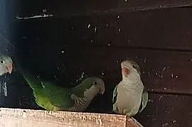Sprzedam papugi mnichy nizinne