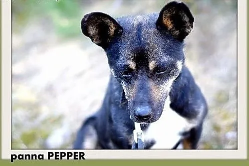 PANNA PEPPER-mała suczka,pinczer mix,łagodna,tulaś
