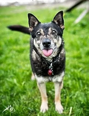 Przeuroczy mały obrońca-Baster do adopcji. , świę