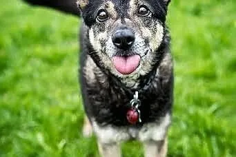 Przeuroczy mały obrońca-Baster do adopcji. ,  świę