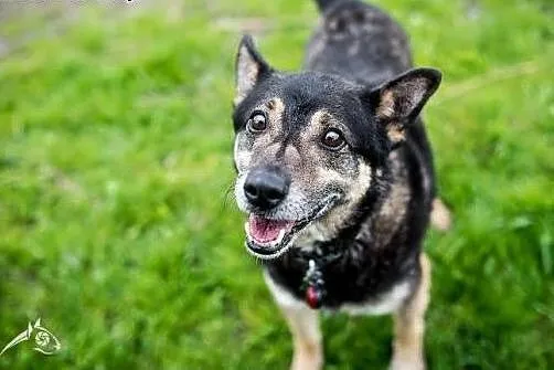 Przeuroczy mały obrońca-Baster do adopcji. ,  świę