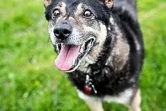Przeuroczy mały obrońca-Baster do adopcji. ,  świę