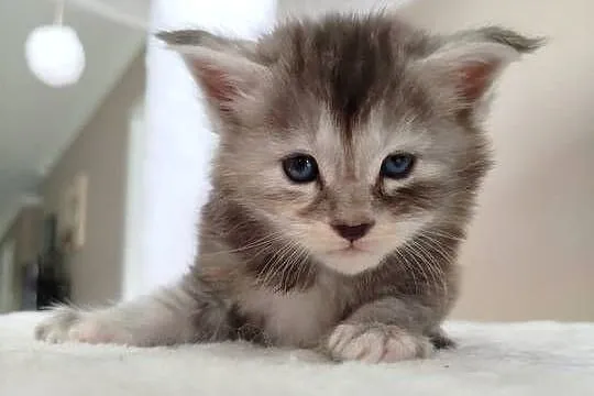 Jasmine kotka Maine Coon