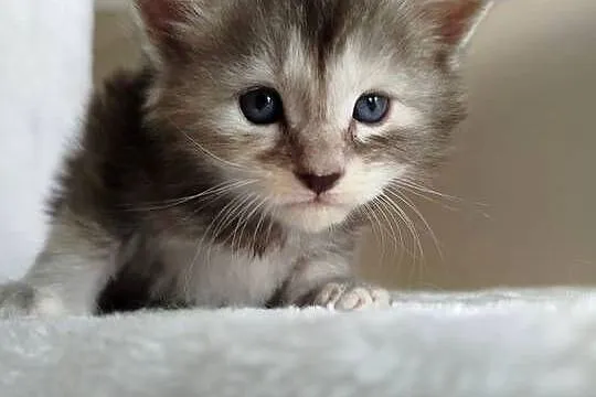 Jasmine kotka Maine Coon, Kujawsko-pomorskie, Szembruk