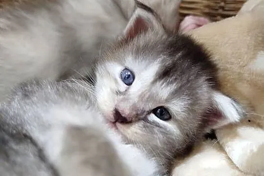 Jasmine kotka Maine Coon, Kujawsko-pomorskie, Szembruk