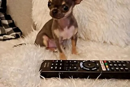 Chihuahua xxs błękitna, Wielkopolskie, Konin
