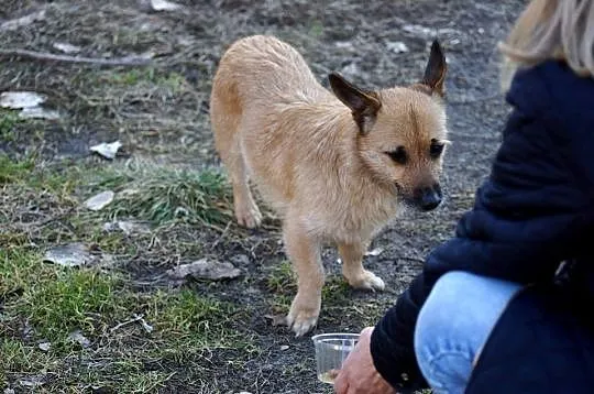 Maryna, niewielka, przyjazna suczka o najsmutniejs