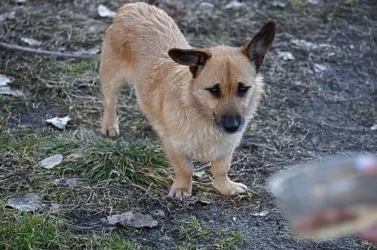 Maryna, niewielka, przyjazna suczka o najsmutniejs