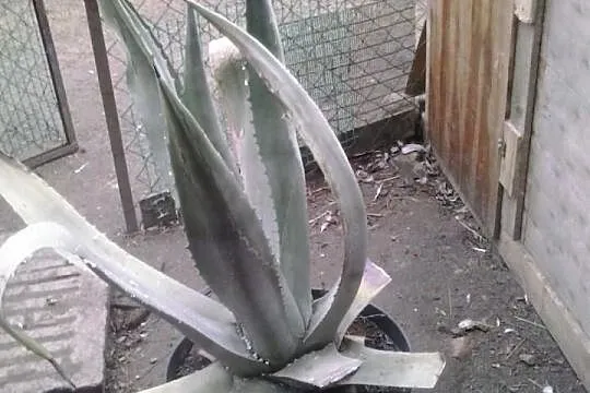 Zamienię/sprzedam kwiat agawy ....