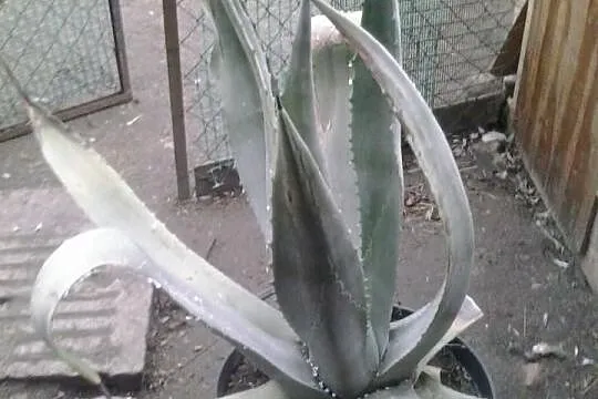 Zamienię/sprzedam kwiat agawy ....