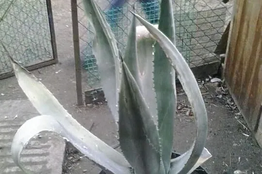 Zamienię/sprzedam kwiat agawy ....