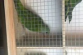 Papugi różne gatunki