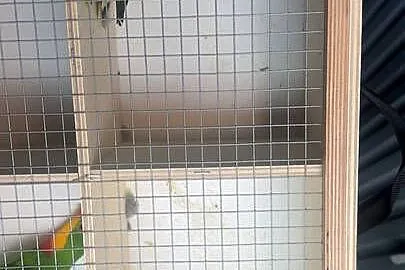 Papugi różne gatunki, Małopolskie, Łysa Góra