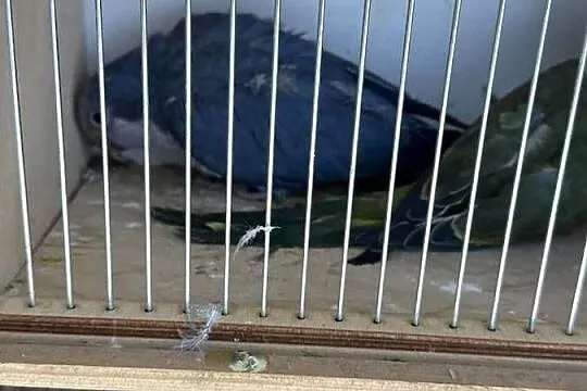 Papugi różne gatunki, Małopolskie, Łysa Góra