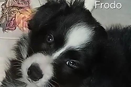 Frodo, piesek Border Collie, Łódzkie, Łódź
