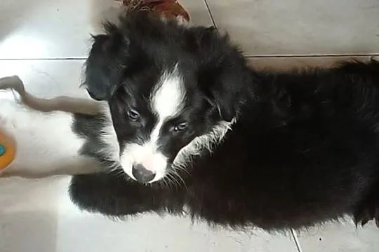 Frodo, piesek Border Collie, Łódzkie, Łódź