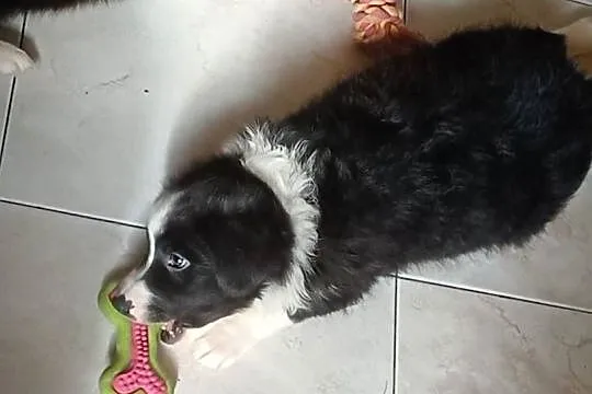 Frodo, piesek Border Collie, Łódzkie, Łódź