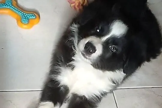 Frodo, piesek Border Collie, Łódzkie, Łódź