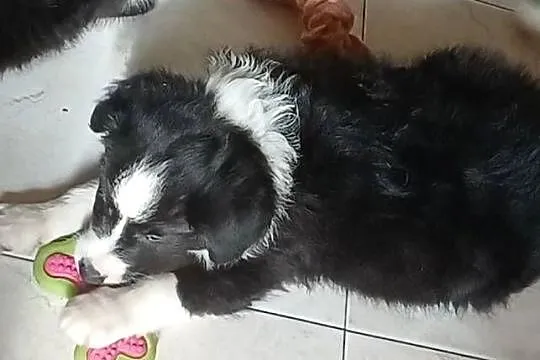 Frodo, piesek Border Collie, Łódzkie, Łódź
