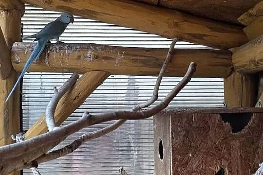 Aleksandretta obrożna Niebieska Samica, Wielkopolskie, Sulmierzyce