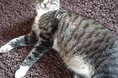 Piękny kocurek marzy o domku! Podarujesz?